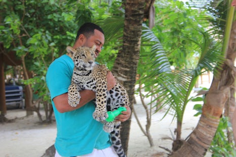 Baby jaguar in Honduras