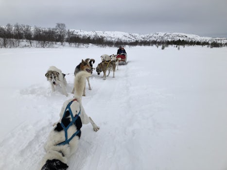 huskies in Kirkenes