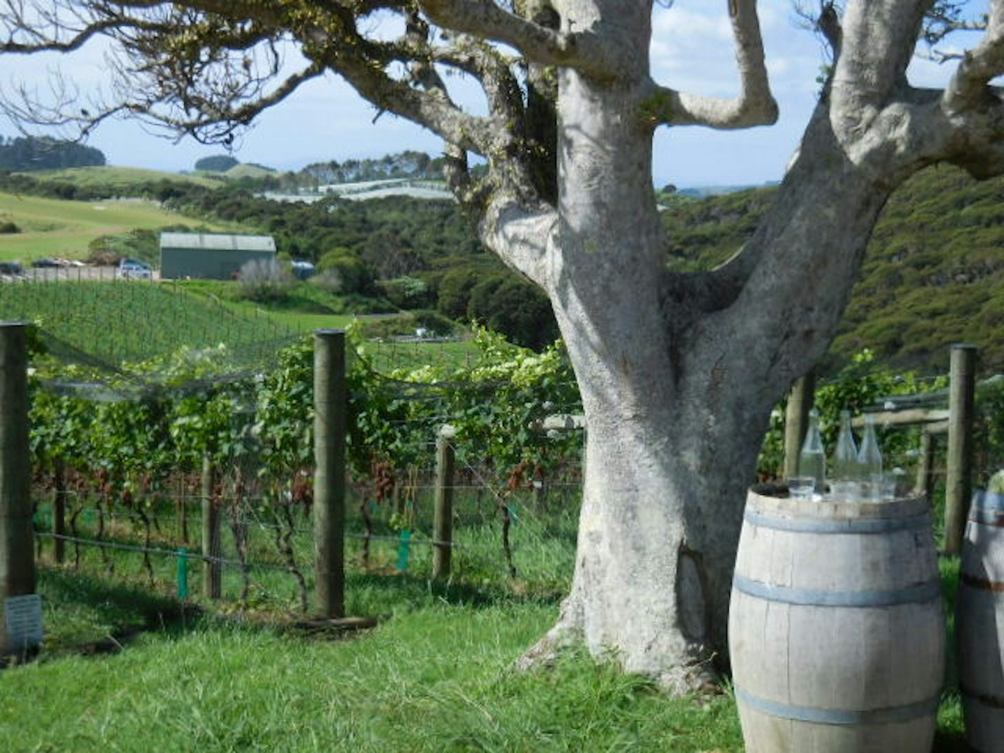 Waiheke Island; scene at Batch Winery