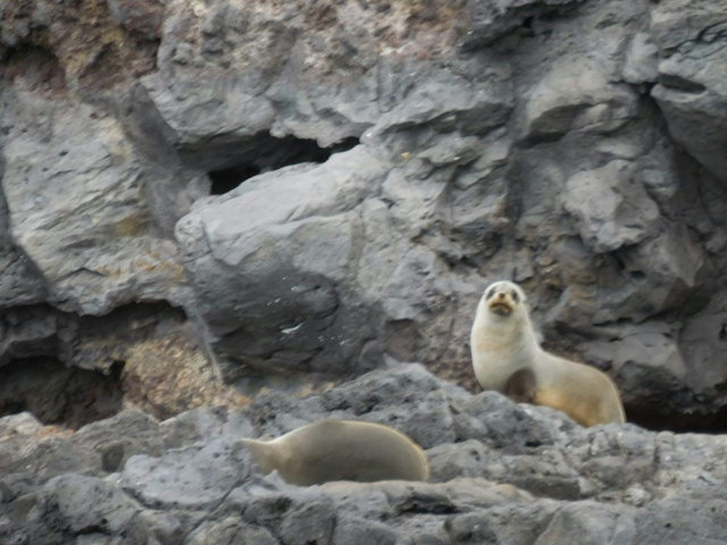 Fur Seal with attitude, taken at Akaroa