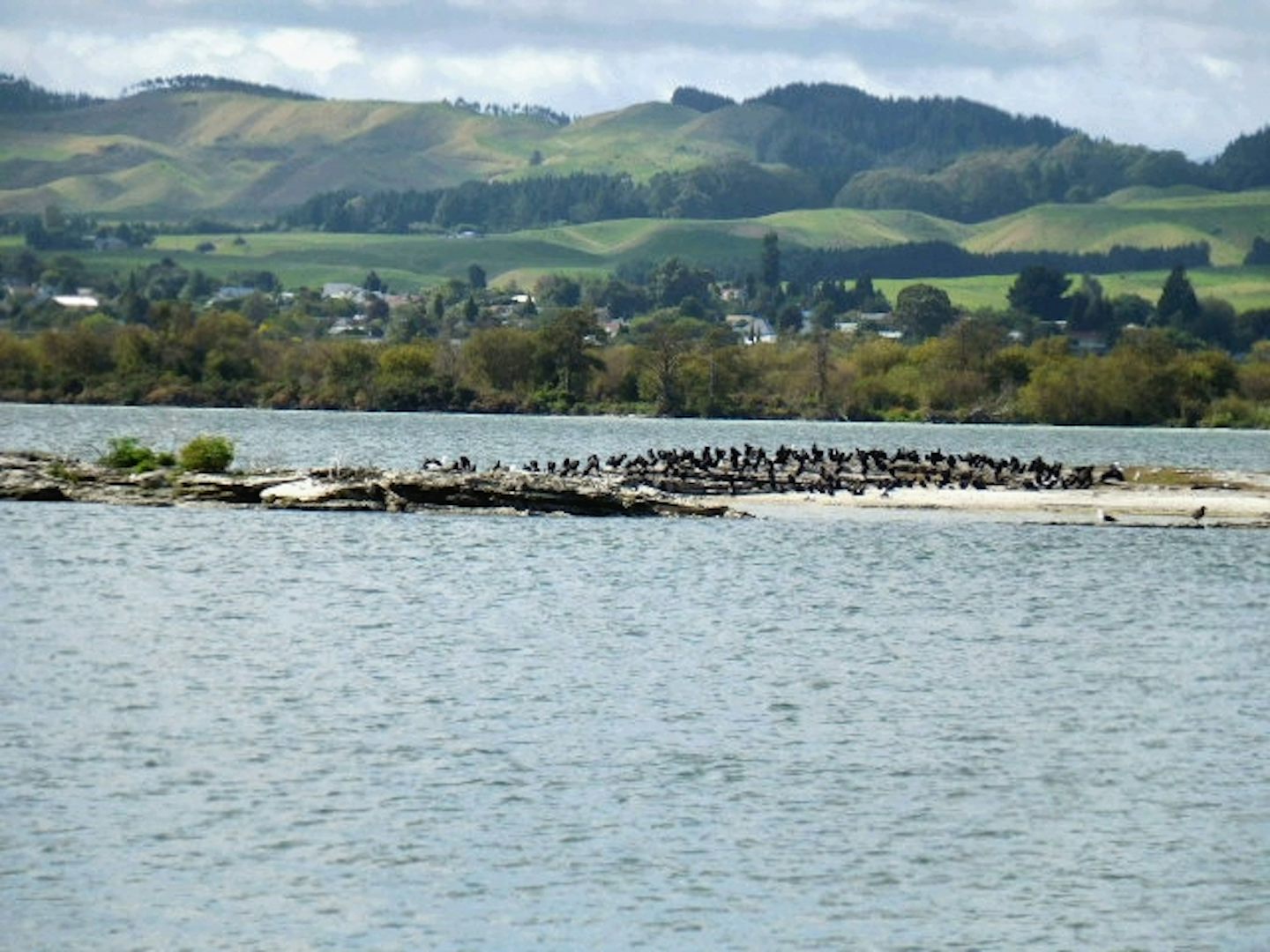 Rotorua - Bird Colony