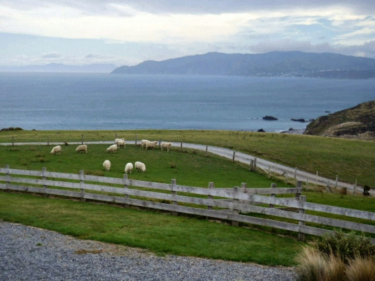 Wellington from Pencarrow Station - a sheeps point of view