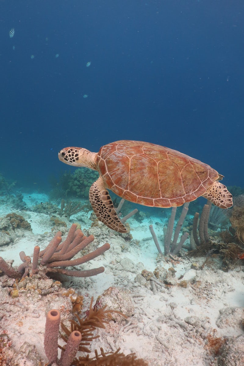 Sea turtle sighting in Bonaire