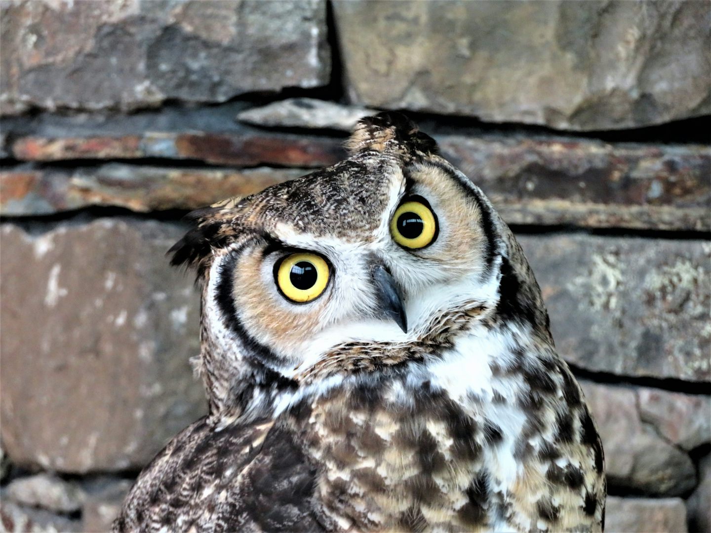 Horned Owl.