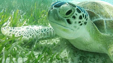 Seaturtle while snorkeling at Coco Cay!