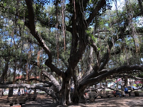 Impressive Banyan Tree in Lahaina Maui