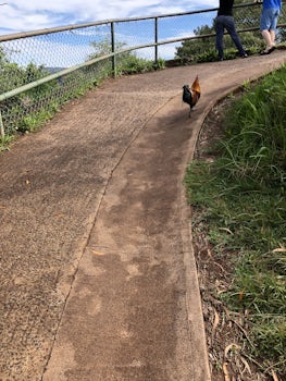 Rooster friend escorting us to the top of Waimea Canyon