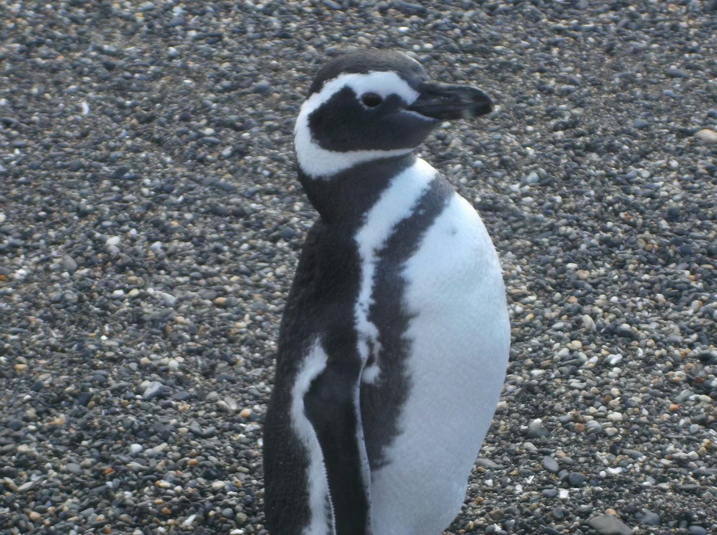 Penguin at Harberton in Ushuaia