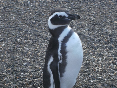 Penguin at Harberton in Ushuaia