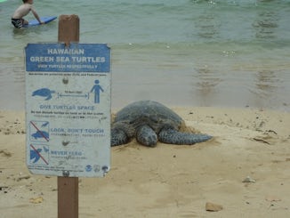 This was a turtle on the beach at Kapalua on Maui.  They are protected, so