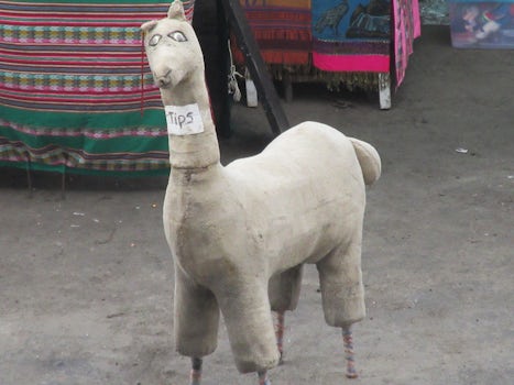 Llama asking for tips in Lima, Peru.