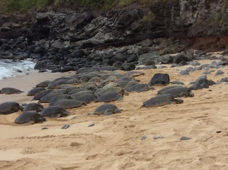 Turtle beach, Oahu