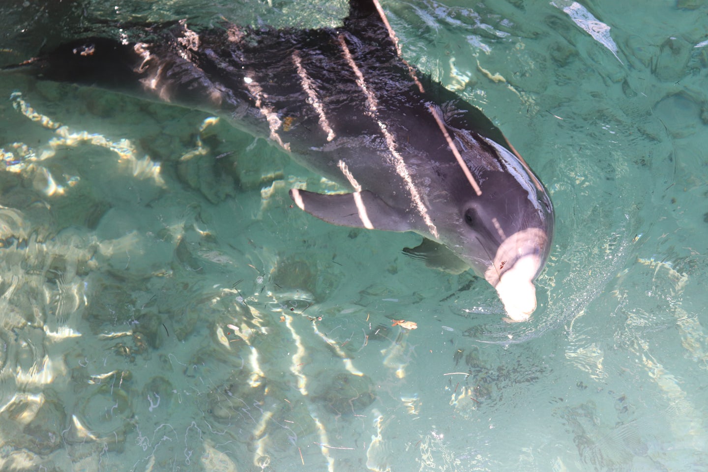 Dolphin Swim - Nassau.