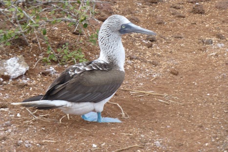 Blue footed Boobie