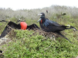 Frigate birds mating.