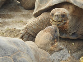 Giant tortoises fighting for a mate.