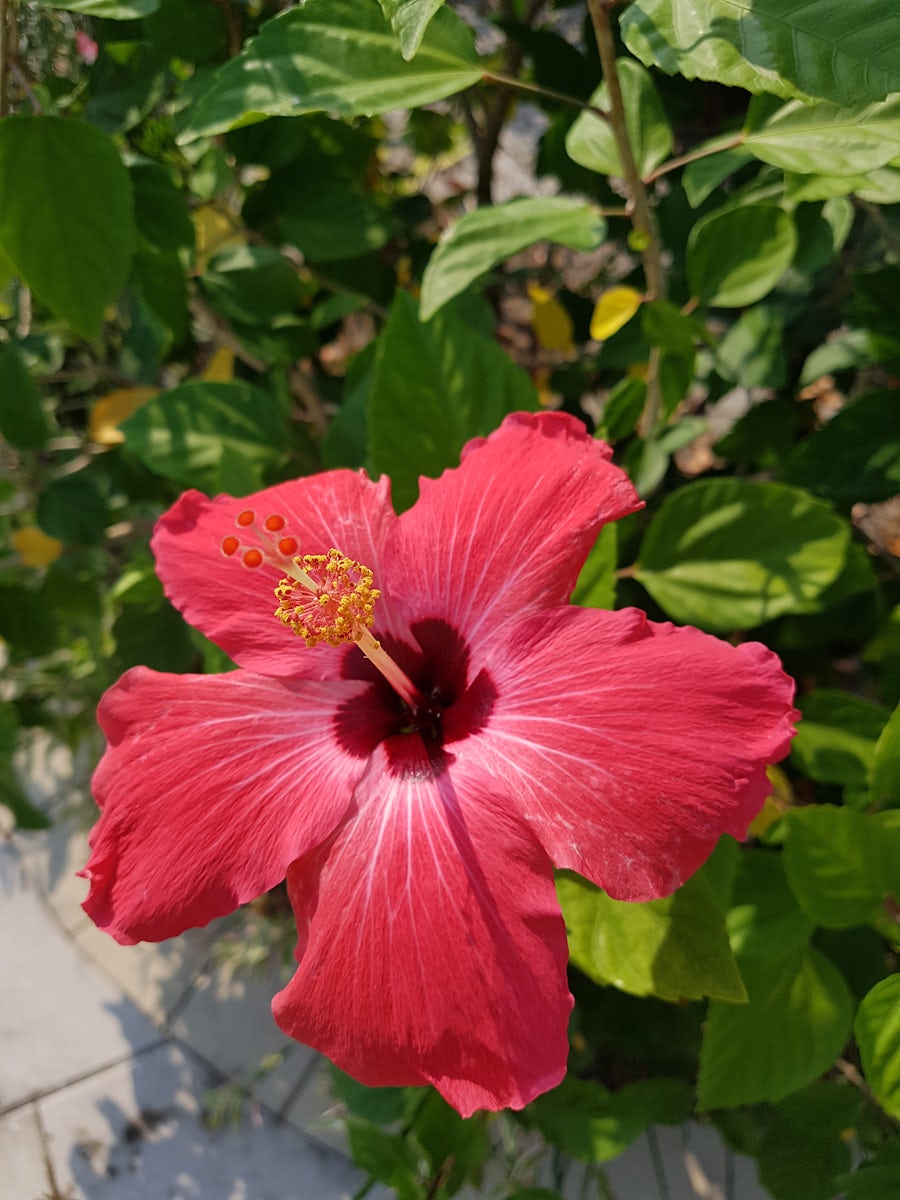 Beautiful flowers at Harvest Caye, Belize.