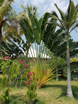 Loveley and exciting plants and flowers in Harvest Caye, Belize.