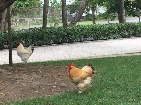 Chicken roam around in Nassau.