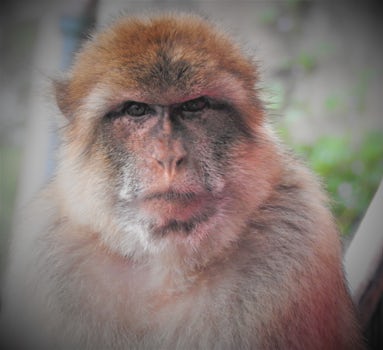 Staring down a Barbary Ape!