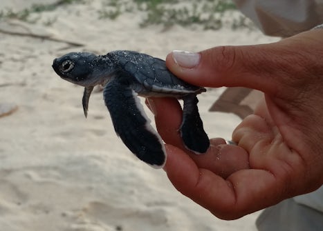 sea turtle hatchling droped by a Frigatebird and immediately released into