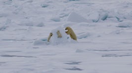 polar bear family