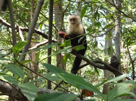 Capuchin Monkey in mangrove - Quepos, Costa Rica