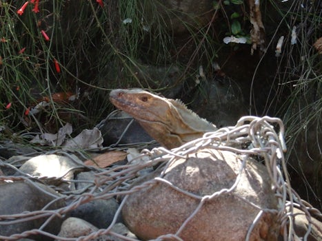 Iguana in mangrove