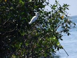 Egret in mangrove