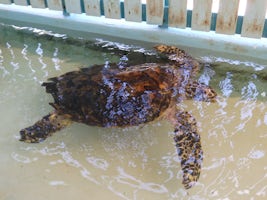 Old Hegg Turtle Sanctuary, Bequia
