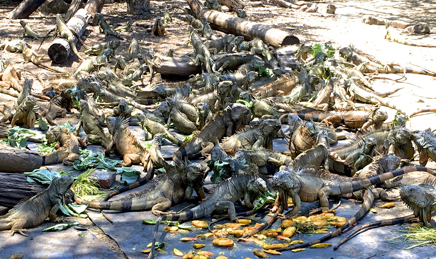 Iguana refuge in Manzanillo, Mexico