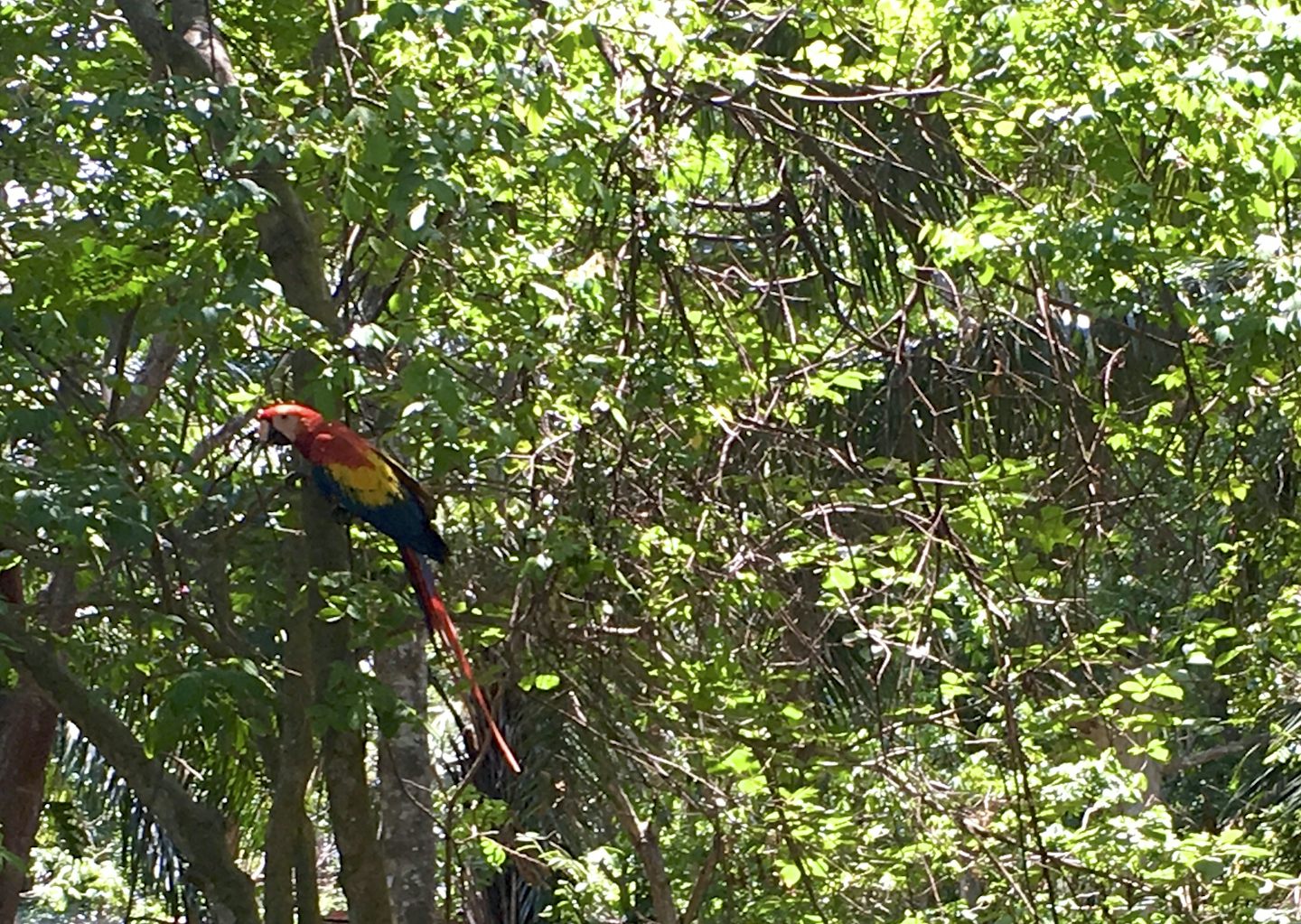Macaw in Costa Rica