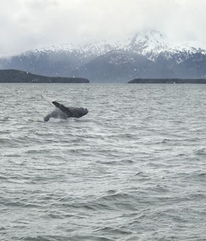Juneau/Whale Watching - Excursion: Mendenhall Glacier & Whale Watch Quest