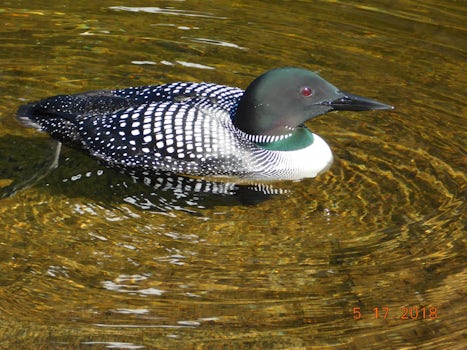 Loon on Lake at Misty Fjords