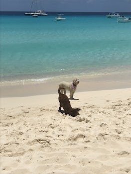 Topher and Calypso, Island Dogs in Grand Turk