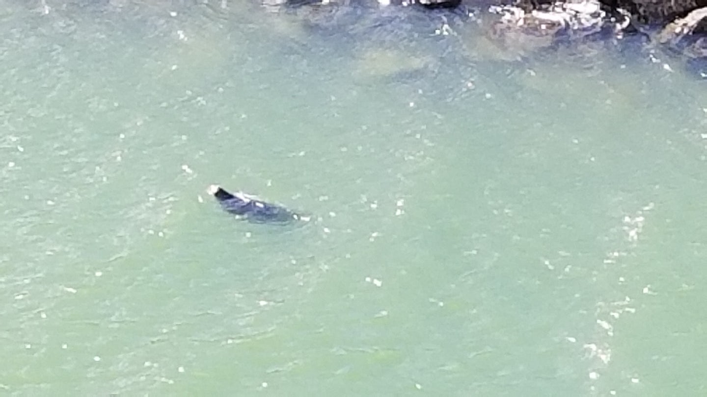 Sea Lion swimming right next to our ship while in port at Icy Point Straigh