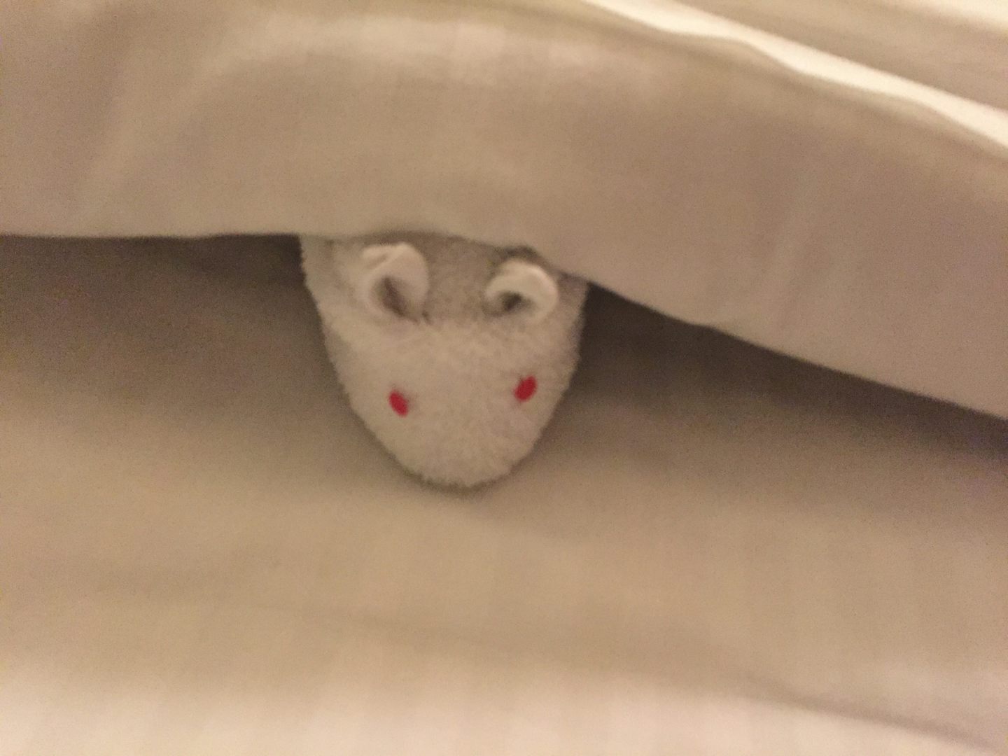 There was a towel animal every night (unlike some cruise lines which are no