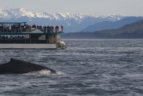 Whale watching in Janeau. Evening cruise with plenty of activity from sever