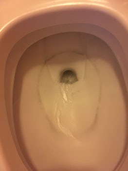 Supposedly clean toilet in cabin