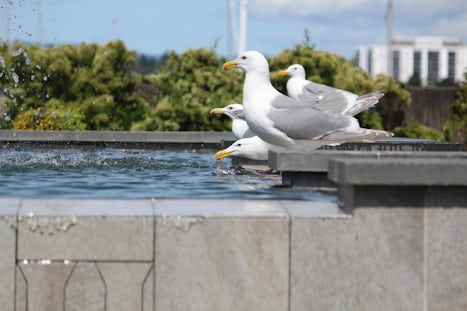 Sea gulls using the fountain as a bathtub.
Victoria, British Columbia