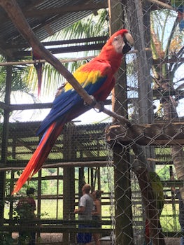 Parrot at monkey park
