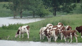 Cows in passing on swollen Saone traveling back to Lyon.