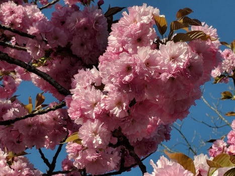 Plumb blossoms.