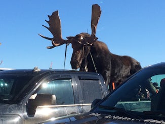 The Moose Parade in Gaspe’ Canada