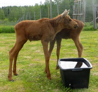 3 day old elks at Umea