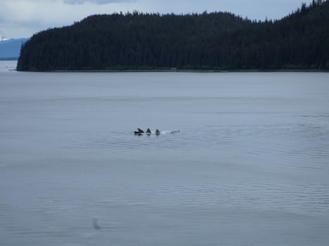 Six whales I am watching off our our back balcony at Icy Strait.