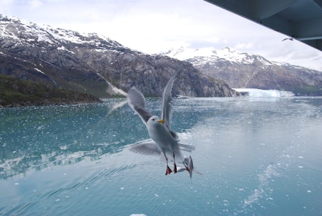 Sea gulls and Margerie Glacier from the balcony of state room R633