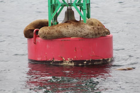 Seals on Buoy - Whale watching excursion