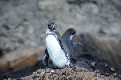 Galapagos penguin, seen onboard M/Y Grace while cruising