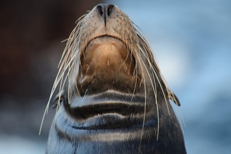 Sea lion, seen on an on-shore hike